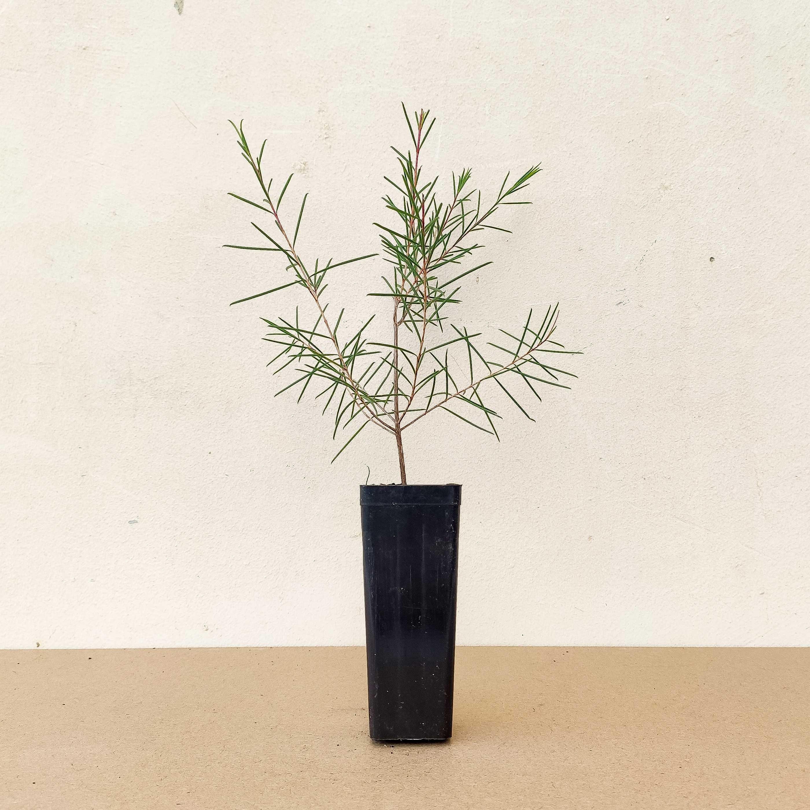 Geraldton Wax Growing Geraldton Wax Melbourne Bushfood